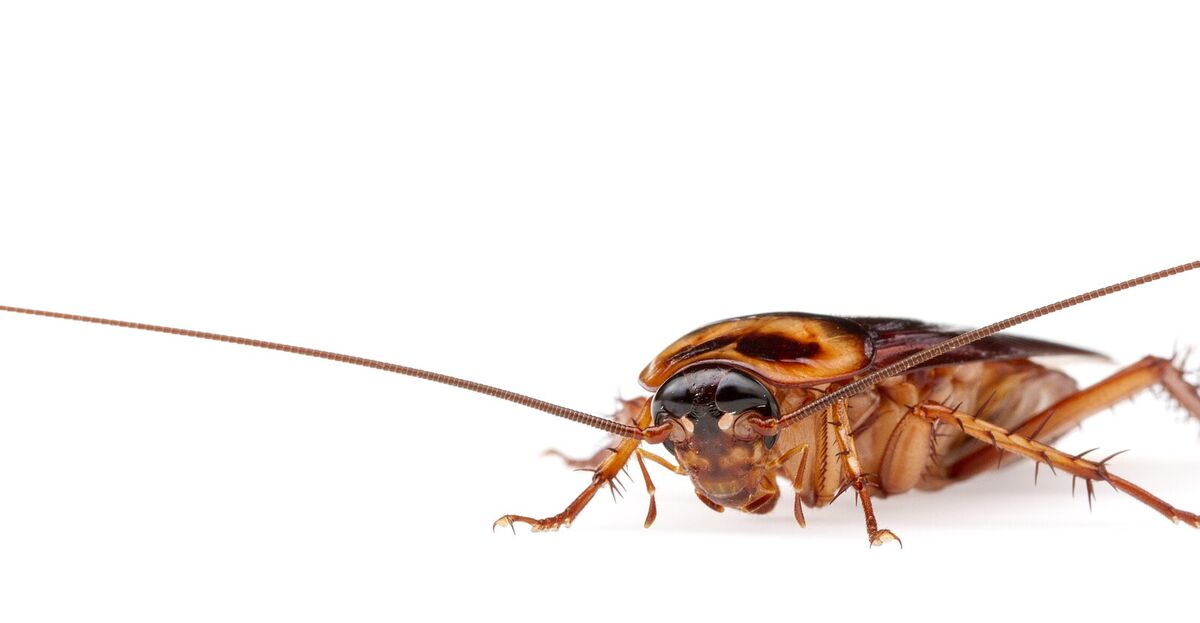 Close-up of an adult American cockroach with long antennae and a reddish-brown body on a white background