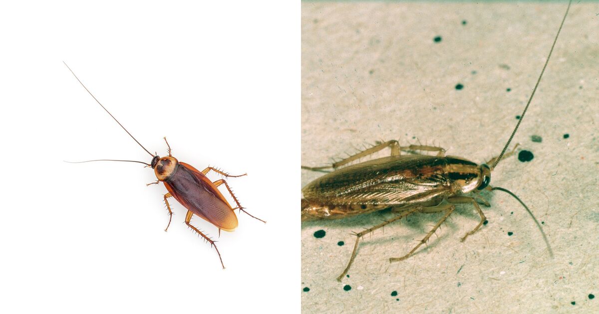 Side-by-side photos of a large reddish-brown American cockroach on the left and a small tan German cockroach with two dark stripes behind its head on the right