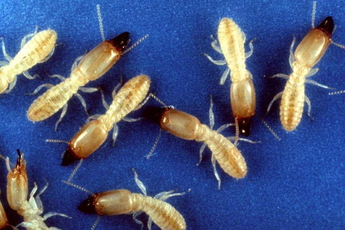 Eastern subterranean termite workers with pale, soft bodies and soldiers with darker, enlarged heads on a blue background