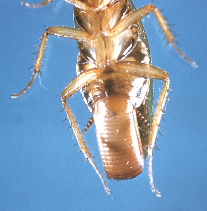 Close-up of the underside of a female German cockroach carrying a ridged, tan egg case at the tip of her abdomen
